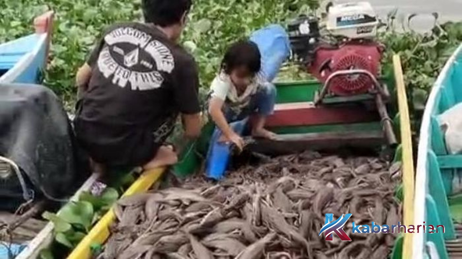Paradoks Ikan Sapu-Sapu: Jadi Hama Beracun di Jakarta, Berubah Jadi Berkah Pakan Ternak di Sidrap