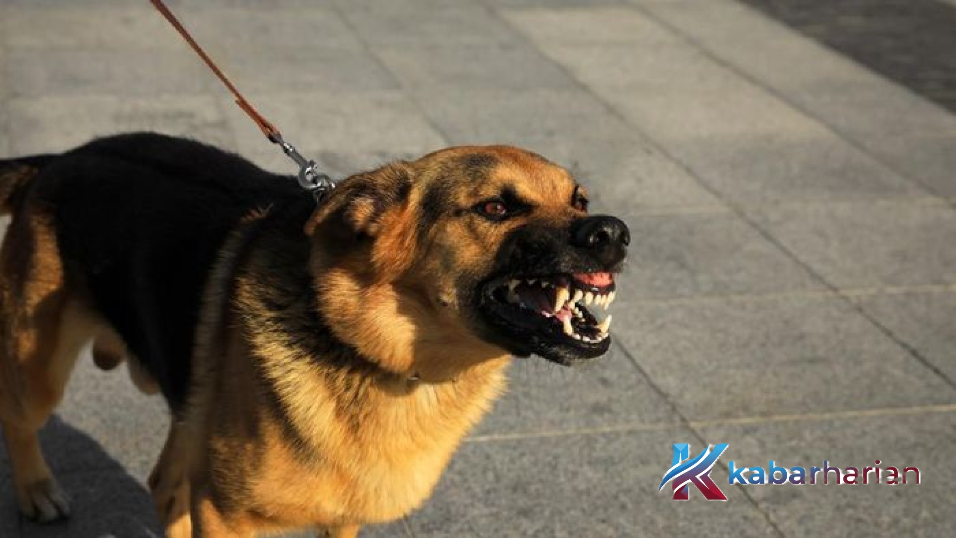 Badung dan Bangli Berpacu dengan Waktu: Strategi Besar Menuju Bali Bebas Rabies