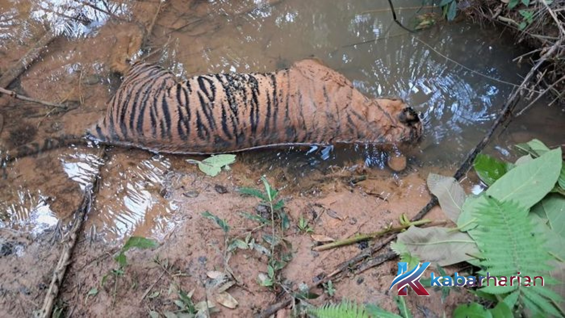 Tragedi di Aliran Sungai Mukomuko: Kematian Harimau Sumatera Guncang Publik, BKSDA Bengkulu Turunkan Tim Investigasi
