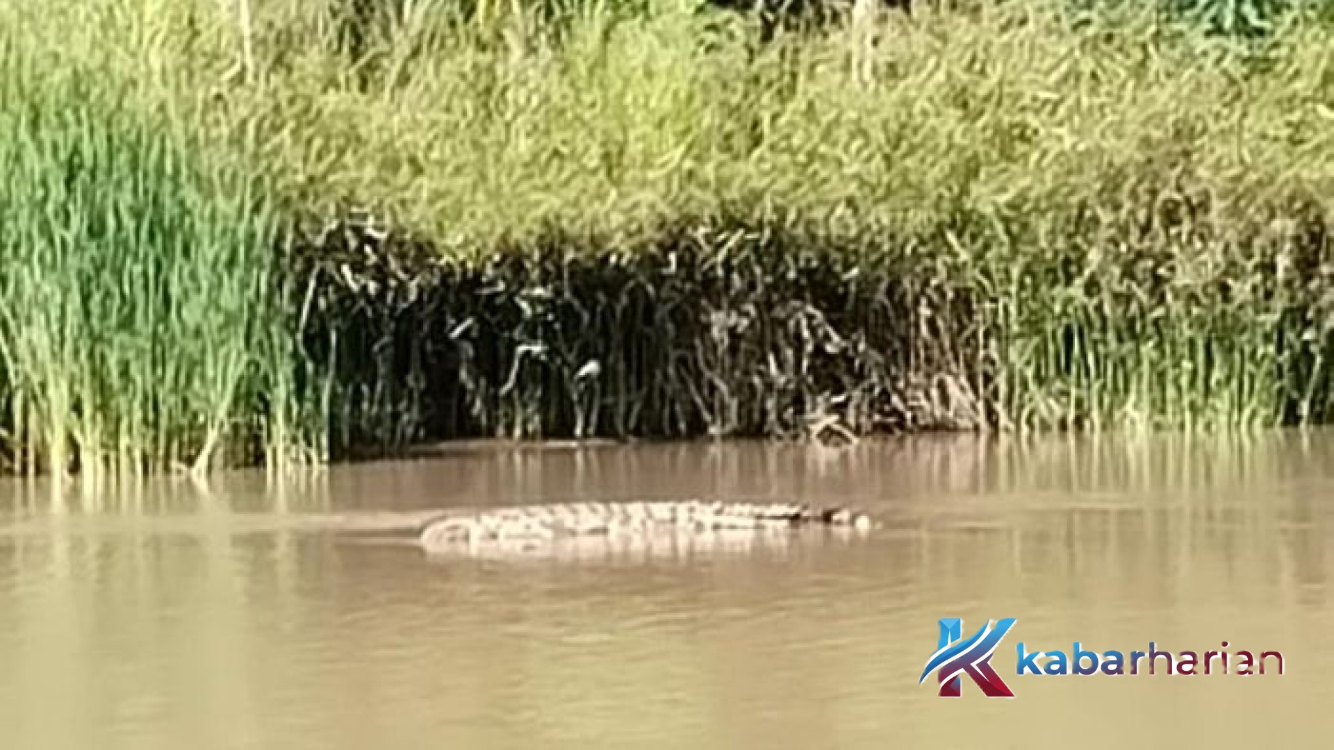 Teror Berdarah di Sungai Mandar: Menelusuri Akar Konflik Manusia dan Buaya di Polewali Mandar