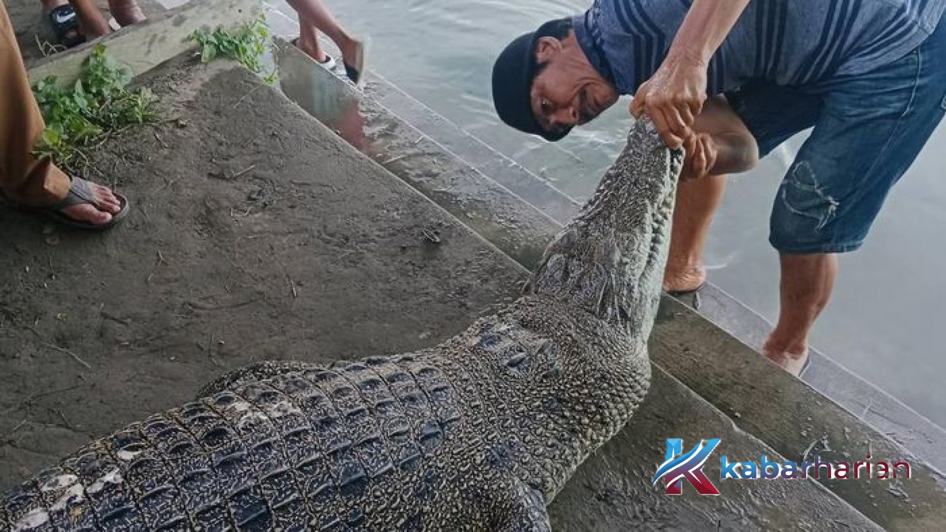 Akhir Riwayat Sang Predator: Buaya Penyerang Warga di Sungai Mandar Polman Ditemukan Mati Terpapar Racun