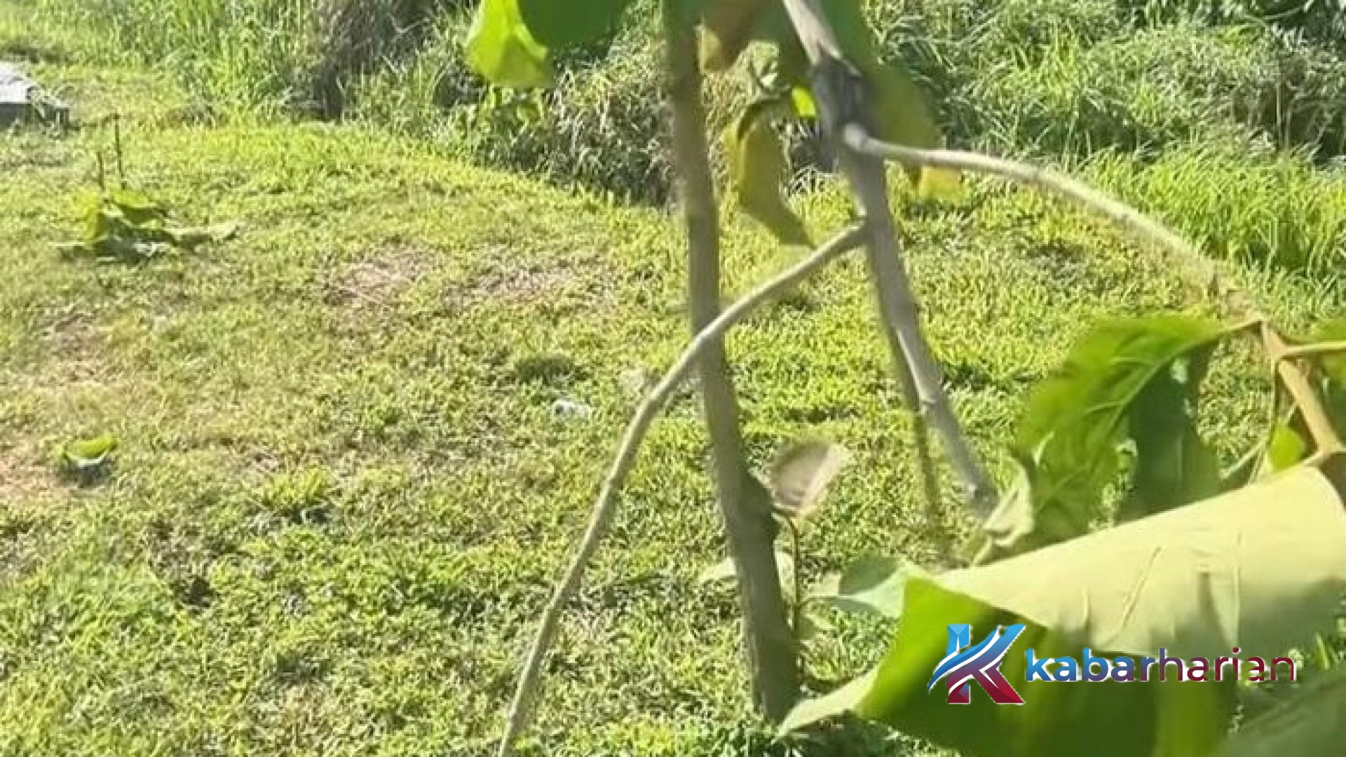 Misteri Penebangan Pohon Jati Emas di Batam: Aksi Vandalisme Lingkungan yang Meresahkan Warga dan Respons Cepat BP Batam