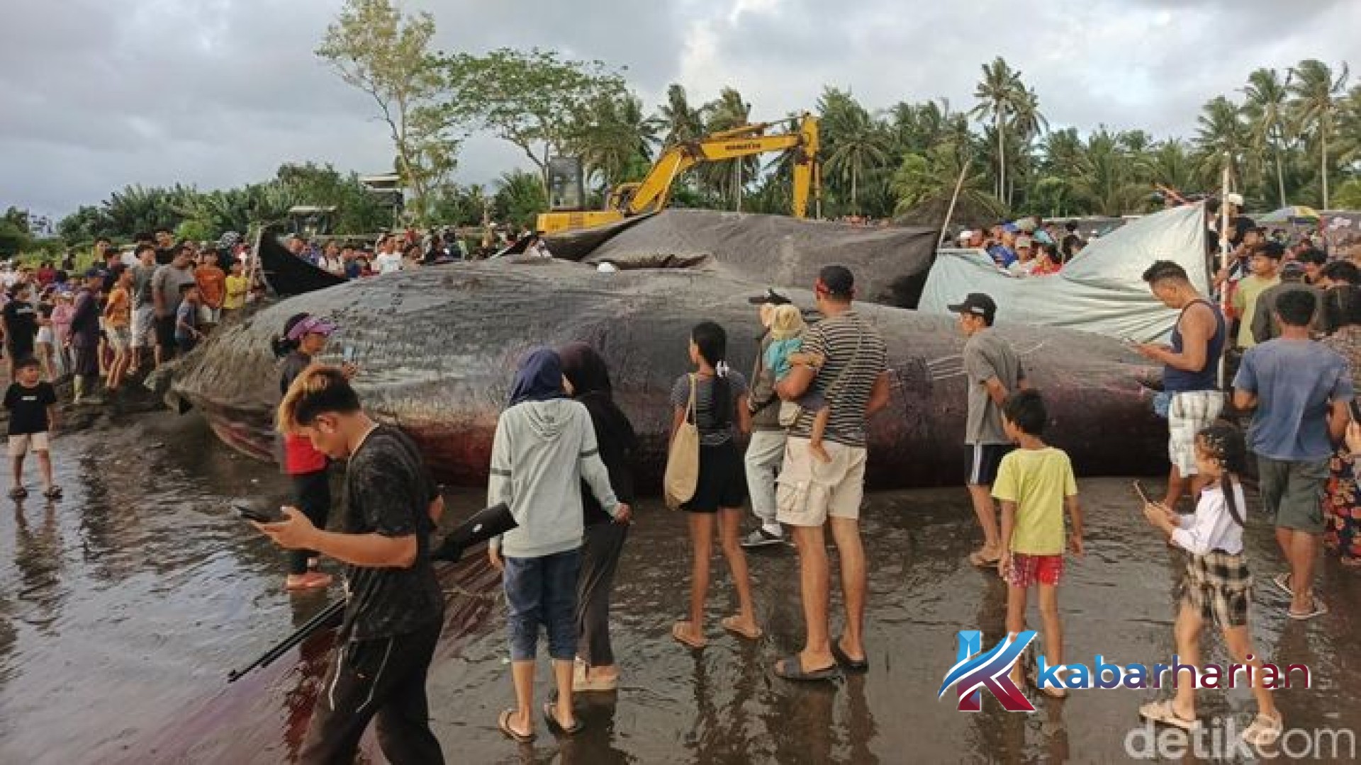 Misteri Kematian dan Upaya Pencurian Gigi Paus Sperma di Pantai Nusasari Jembrana