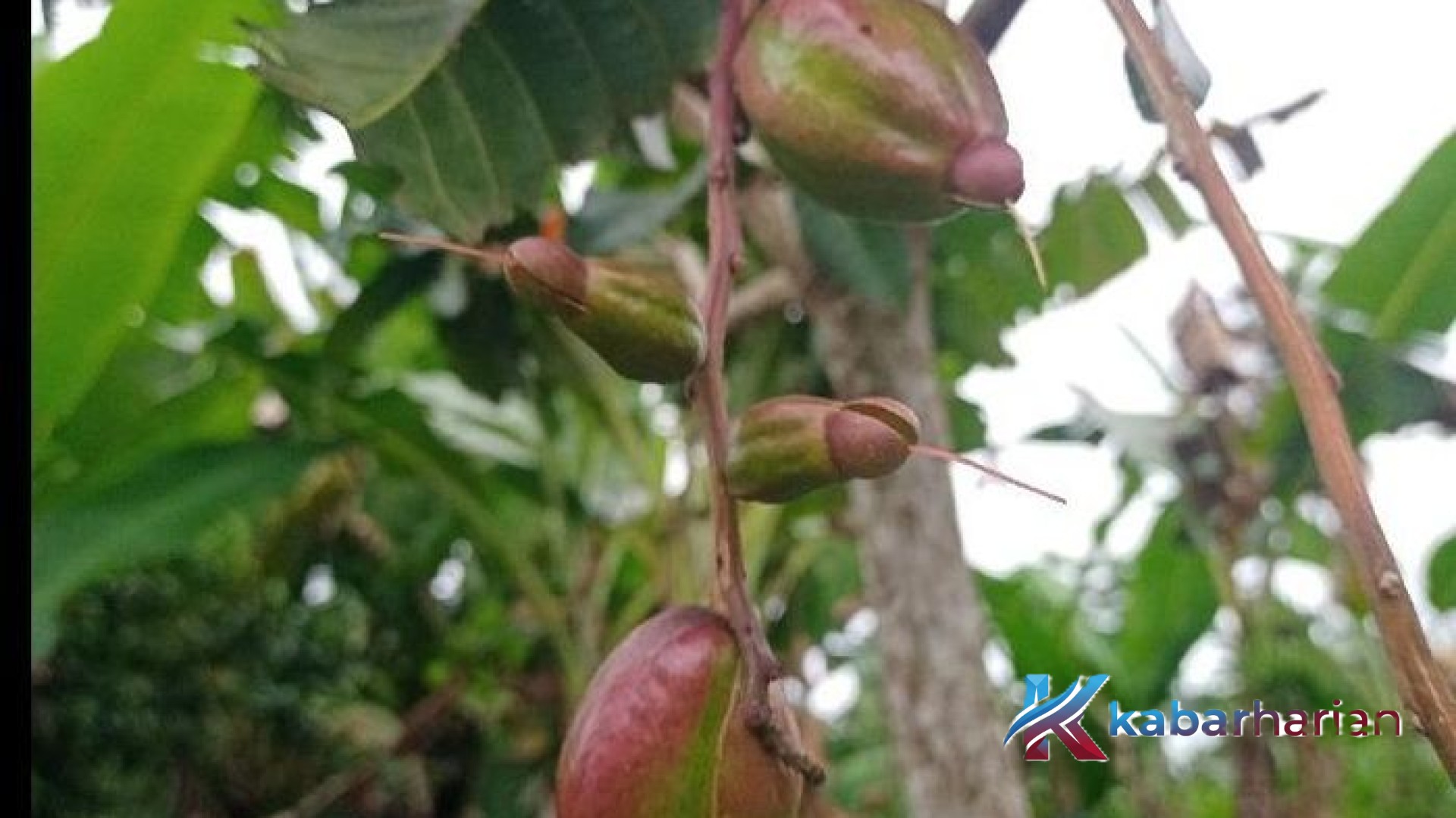 Mengenal Putat: Permata Tersembunyi dari Tepian Rawa yang Menjadi Primadona Lalapan Tradisional