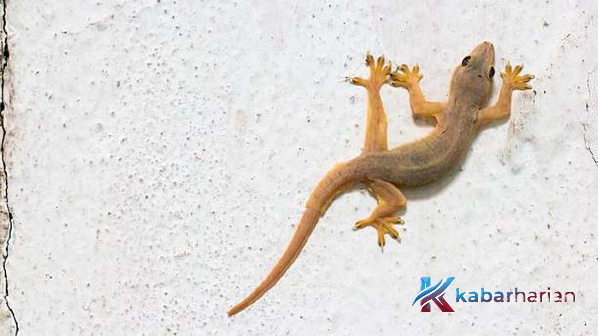 Strategi Jitu Mengusir Cicak dari Rumah Menggunakan Bahan Dapur Alami: Solusi Praktis, Aman, dan Higienis