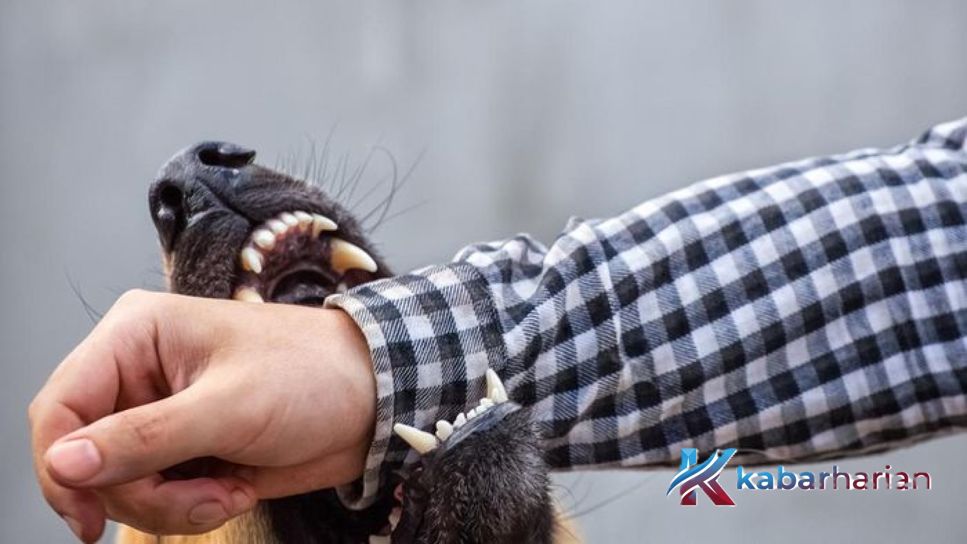 Maros Darurat Rabies: Status KLB Ditetapkan Usai Teror Anjing Liar di Camba Memakan Korban