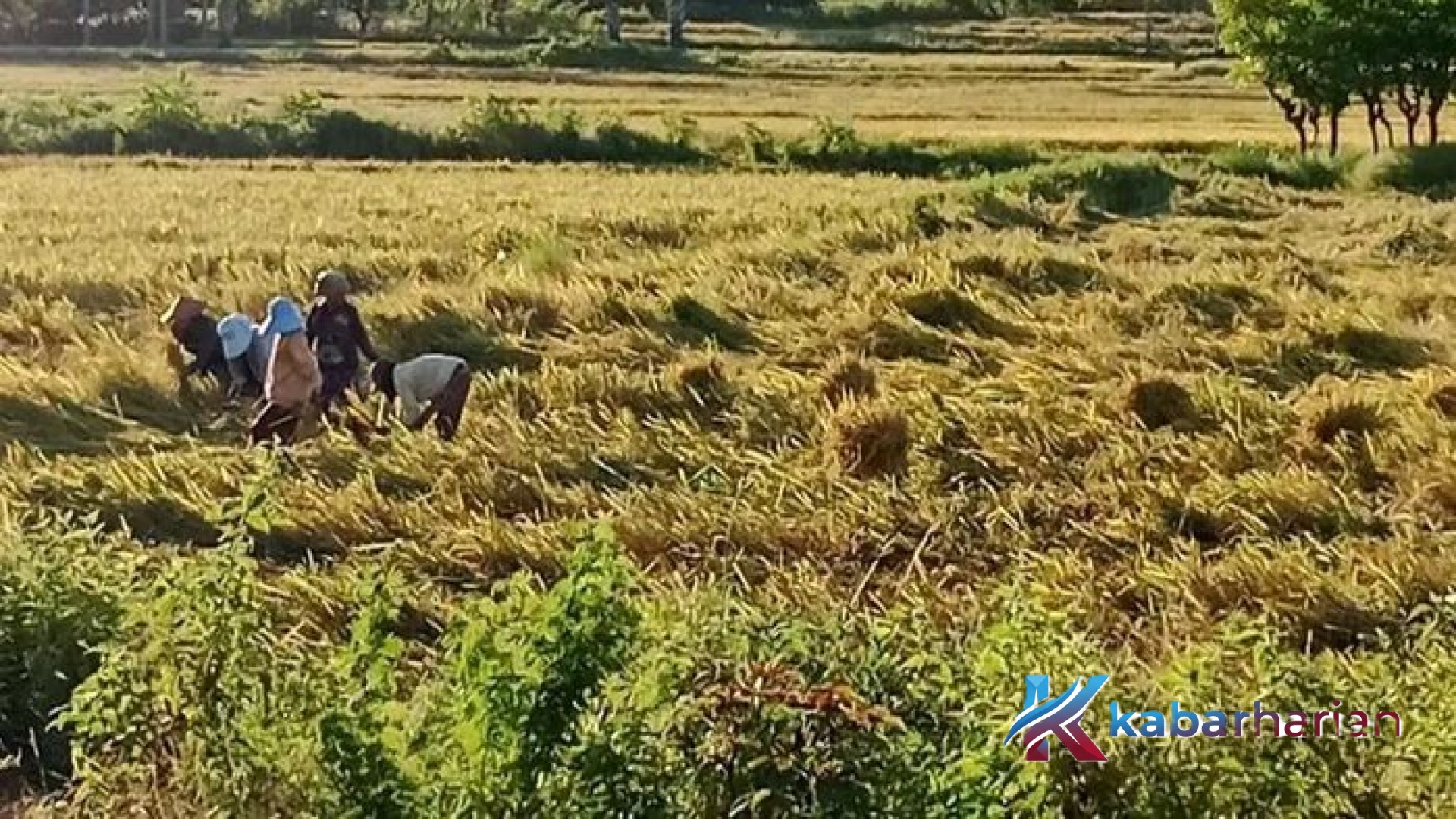 Krisis Pertalite di Amfoang: Jeritan Petani di Tengah Panen dan Masa Depan Pendidikan yang Terancam