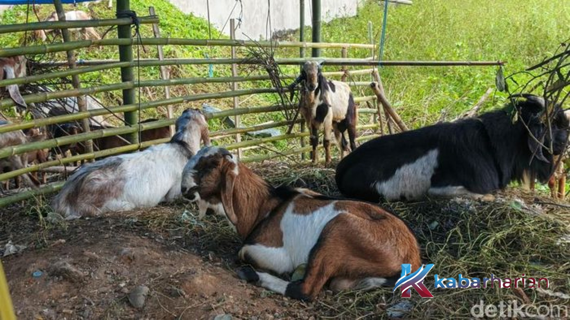 Update Harga Kambing Kurban 2026 di Makassar: Pilihan Jenis dan Estimasi Biaya Terbaru