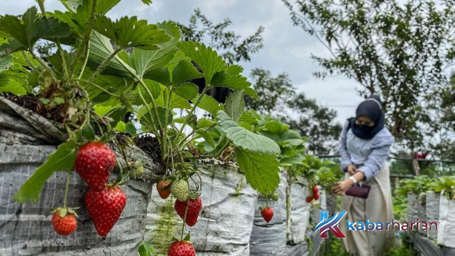 Menjelajahi Sisi Hijau Pulau Dewata: 5 Destinasi Agrowisata Petik Buah di Bali yang Wajib Masuk Daftar Liburan Anda