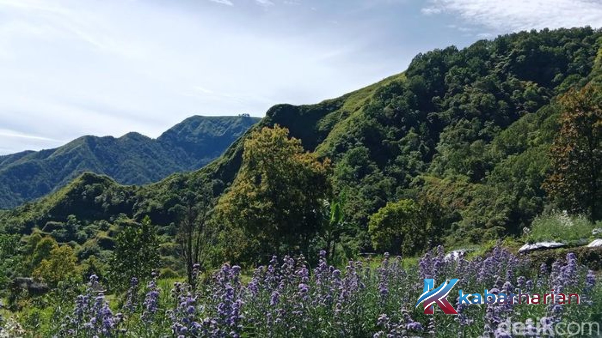 Pesona Mountana Garden Sembalun: Menjelajahi Simfoni Bunga di Bawah Langit Perbukitan Lombok Timur