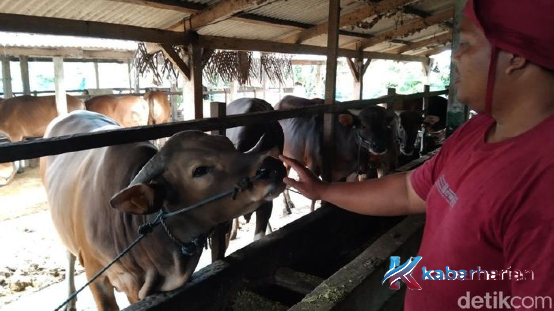 Sapi Unggulan Tabanan Jadi Pilihan Presiden Prabowo untuk Idul Adha 2026: Kisah di Balik Perawatan Sang ‘Raja’ Kandang