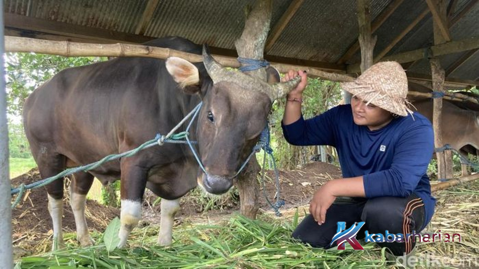 Kisah Inspiratif Nyoman Budi Arsa, Peternak Gen Z Asal Klungkung yang Sapinya Diborong Presiden Prabowo untuk Idul Adha