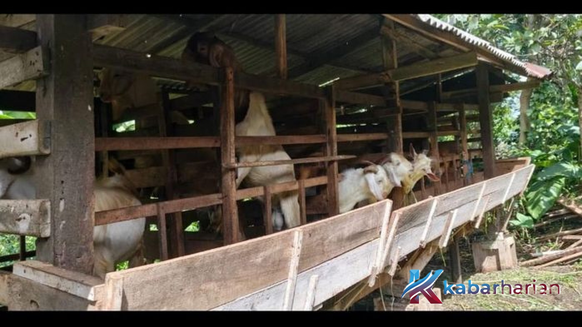 Kualitas Organik Terhimpit Pasar: Keluh Kesah Peternak Kambing Pupuan Tabanan Jelang Idul Adha 2026