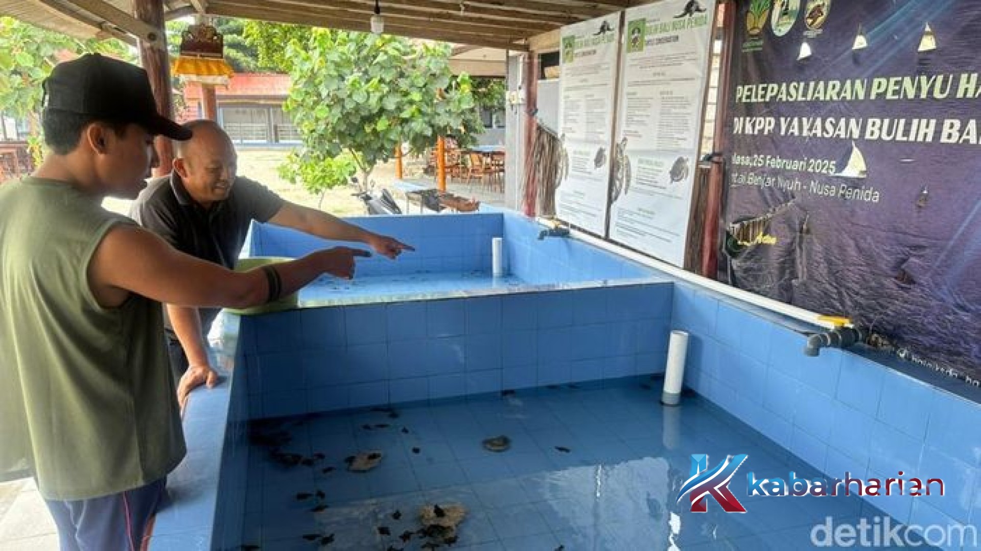 Misteri Hilangnya 84 Tukik di Nusa Penida Terungkap: Terbawa Arus Hingga Masuk ke Septic Tank