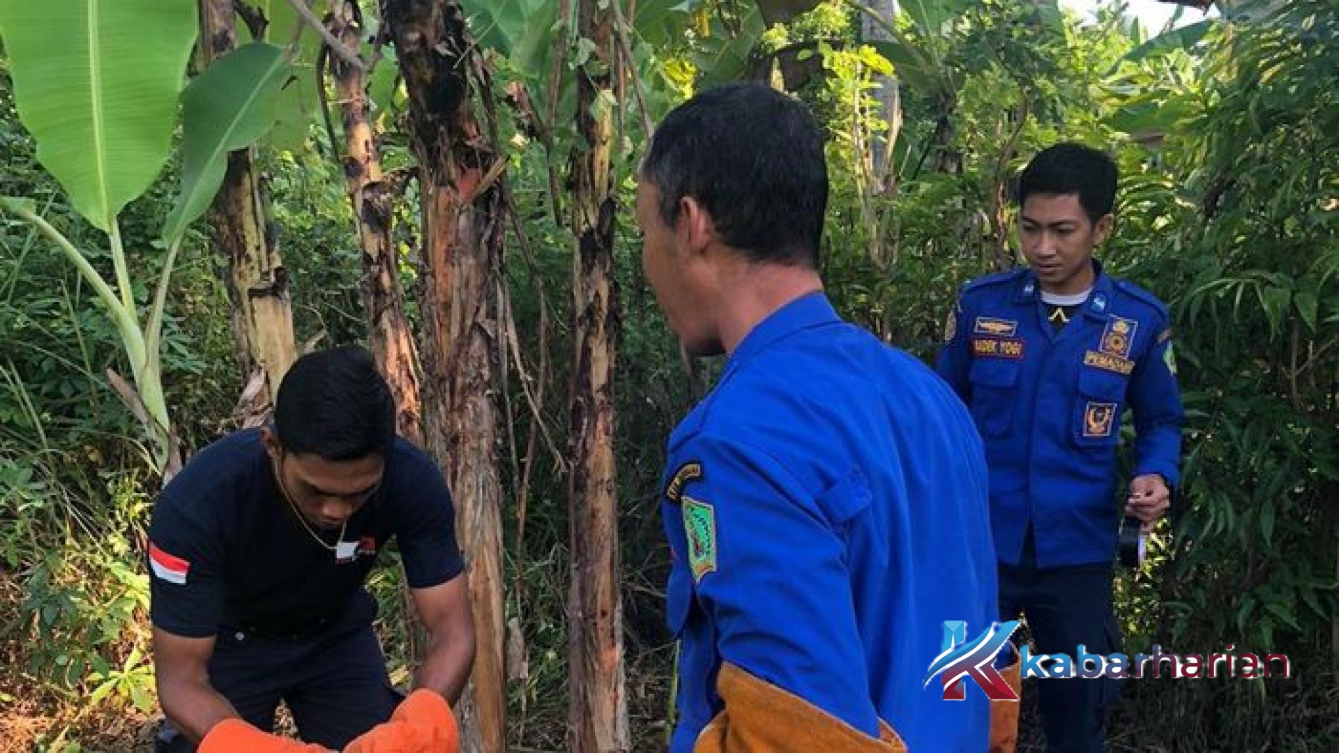 Teror Ular Piton di Jembrana: Setelah Mangsa Ayam Warga, Predator Melata Dievakuasi dengan Perut Membuncit
