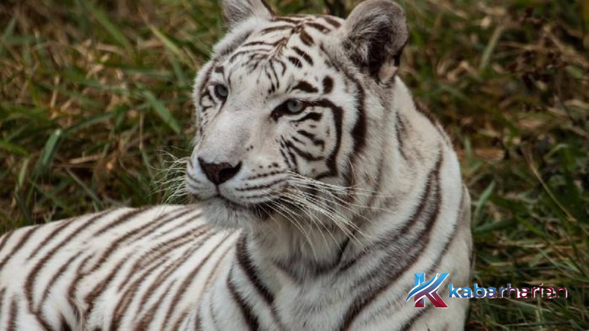 Teror Harimau di Gayo Lues: Perjuangan Roni Melawan Maut Saat Berkebun di Lereng Singah Mulo