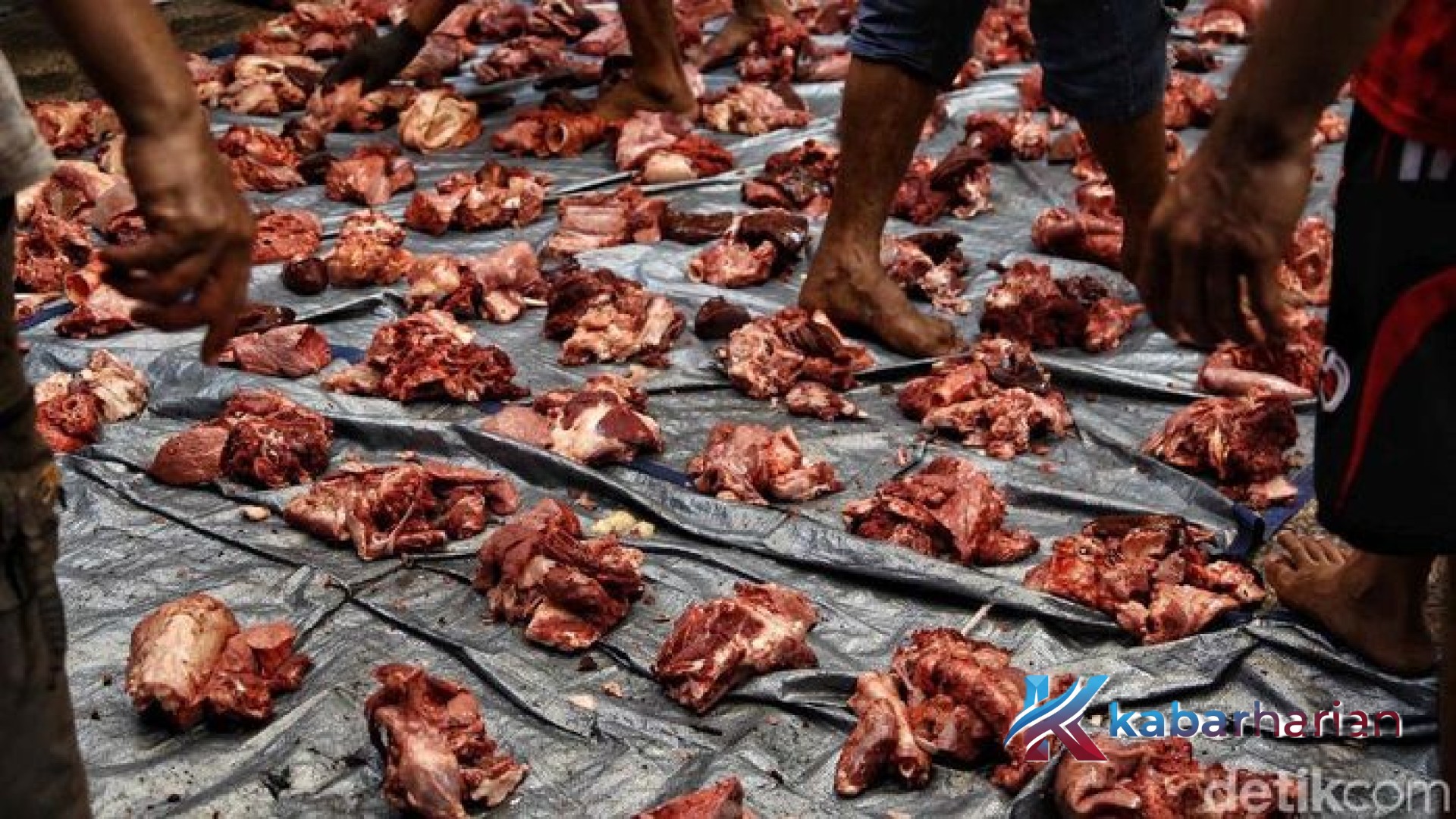 Panduan Lengkap Cara Menghitung Pembagian Daging Qurban: Aturan Syariat dan Estimasi Bobot Riil Agar Adil