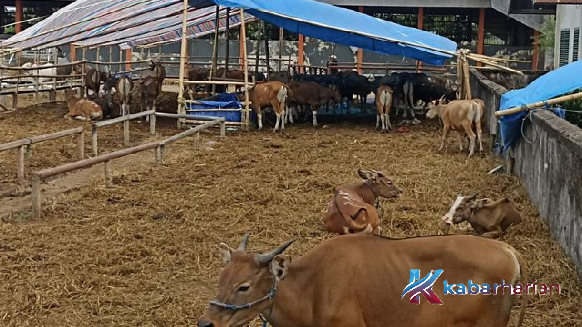 Menjemput Berkah Idul Adha: Panduan Lengkap Waktu Paling Utama Menyembelih Hewan Kurban Sesuai Syariat